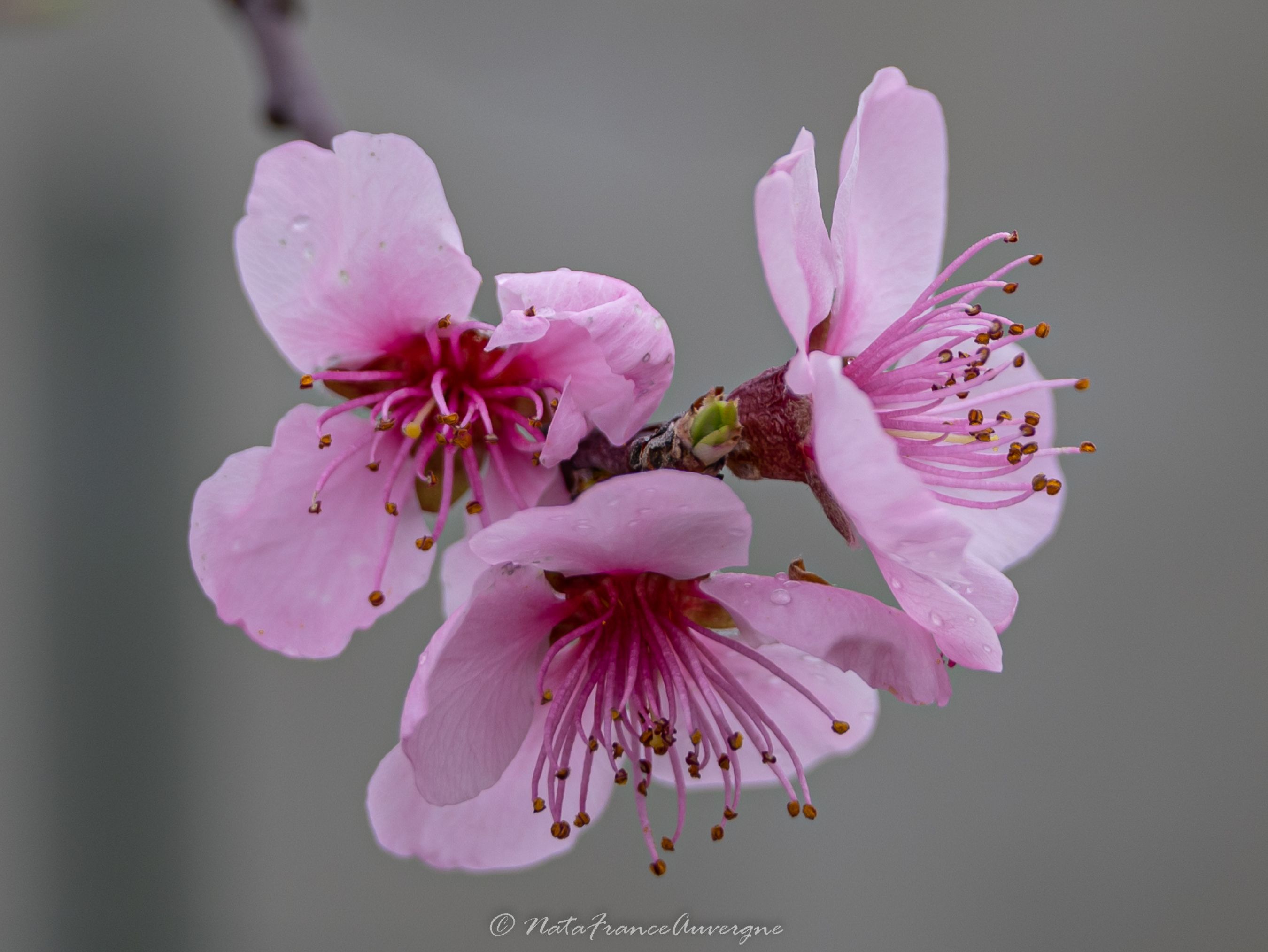 Fleurs Spring 2023 by @NataFranceAuvergne-5775